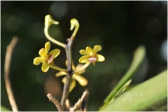 Vanda testacea